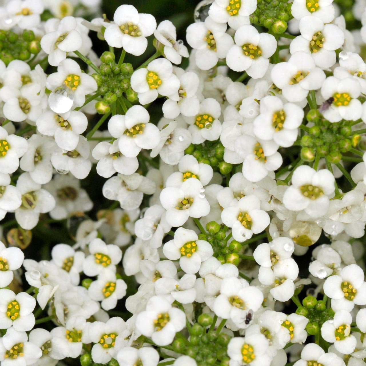 Alyssum.jpg