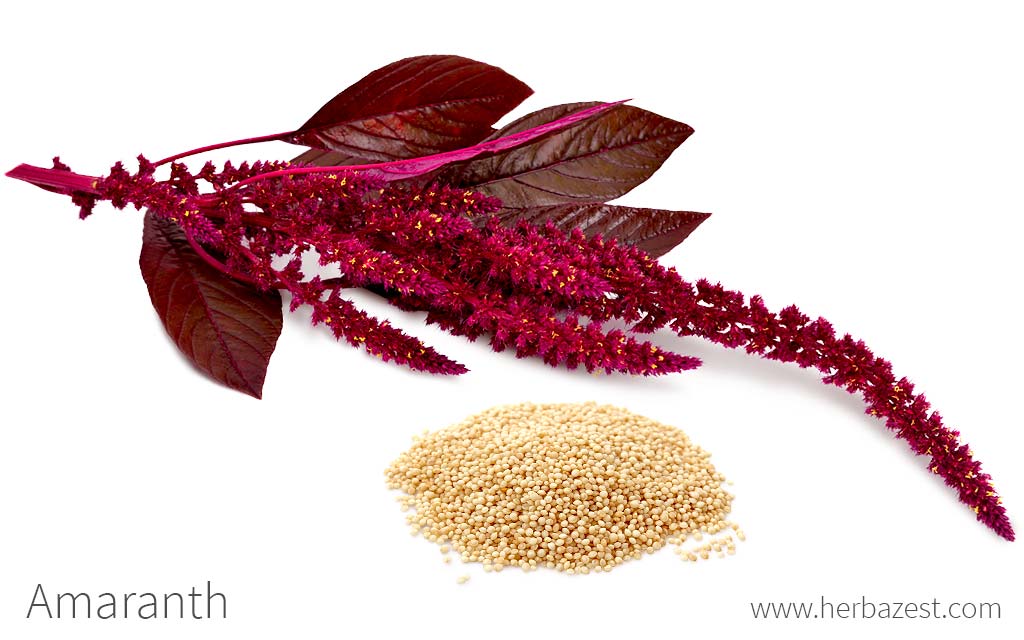 Amaranth.jpg