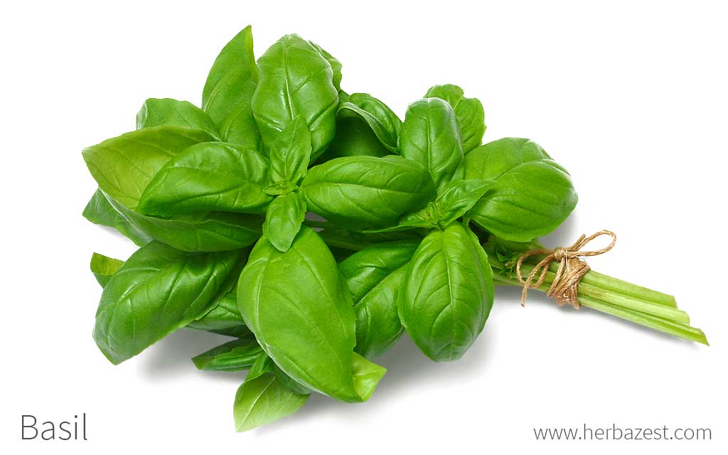 Basil.jpg