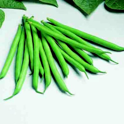 Bean - Bush.jpg
