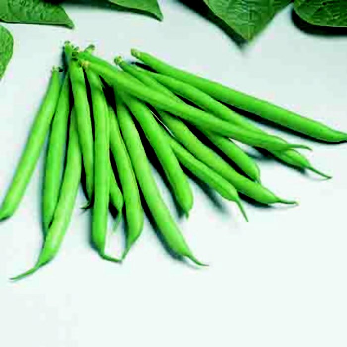 Bean - Bush.jpg