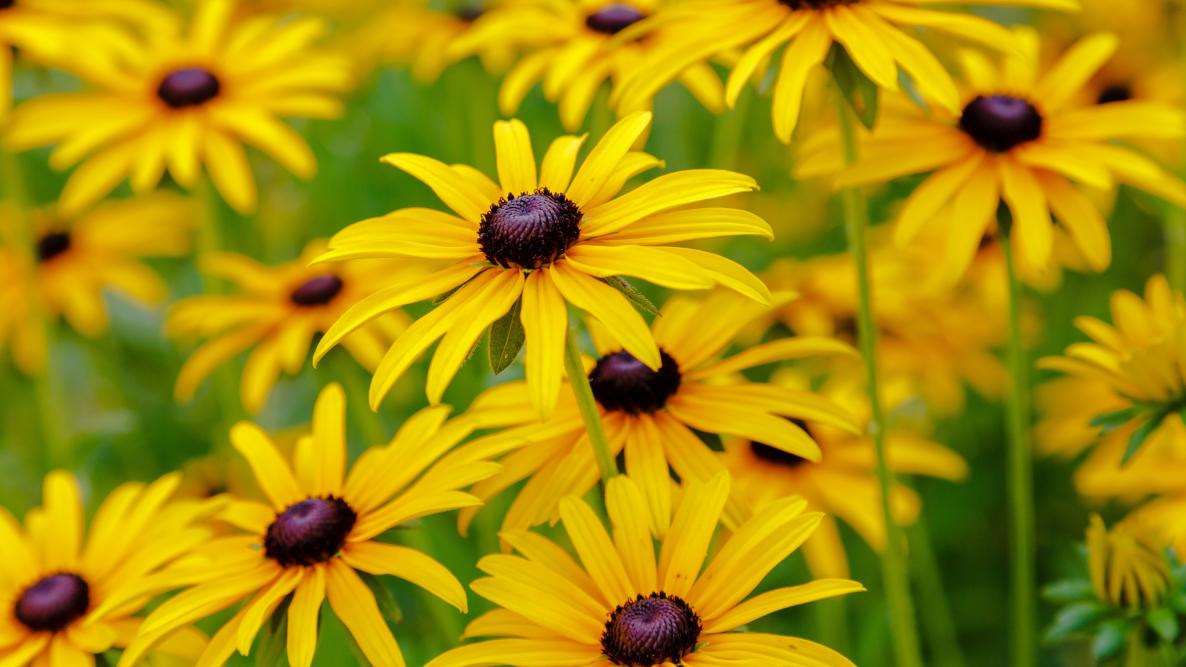 Black Eyed Susan.jpg