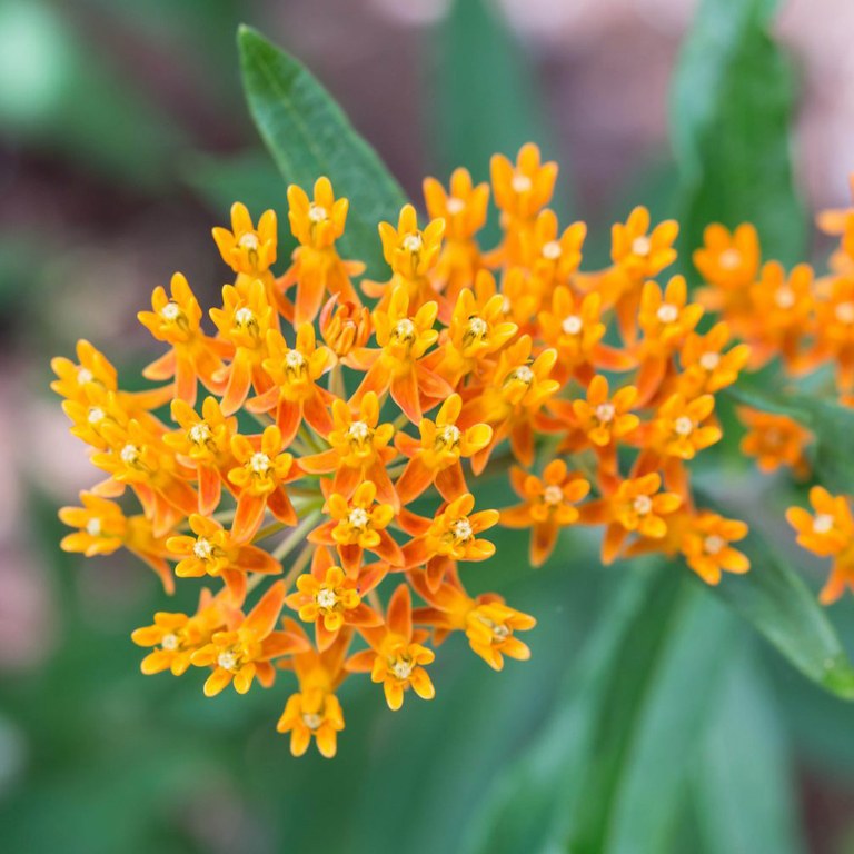 Butterfly Weed.jpg