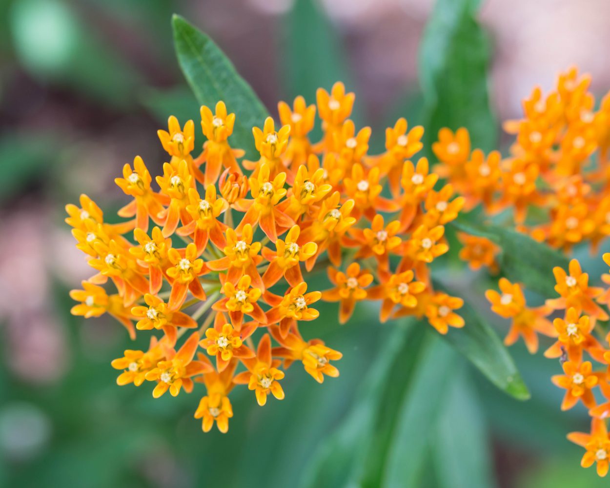Butterfly Weed.jpg