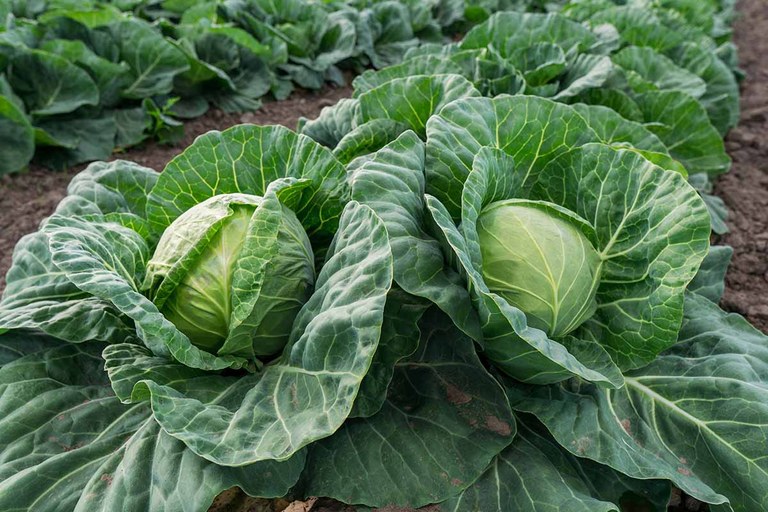 Cabbage.jpg