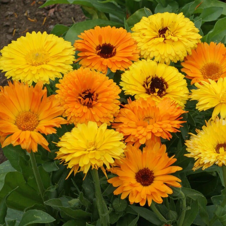 Calendula.jpg