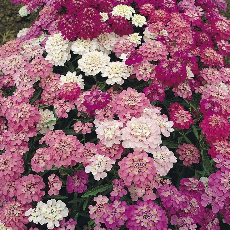 candytuft.jpg