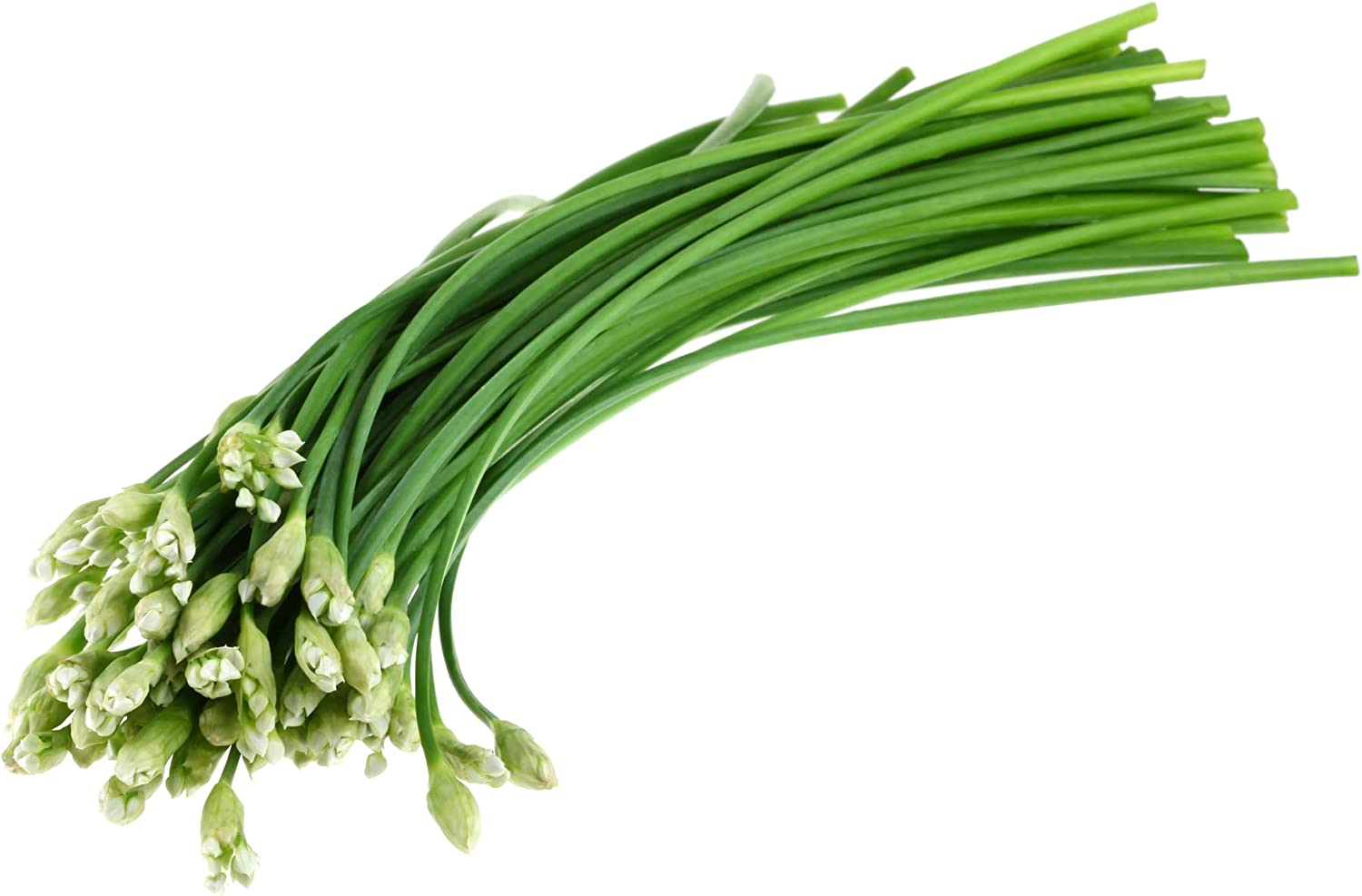 Chives (Garlic).jpg