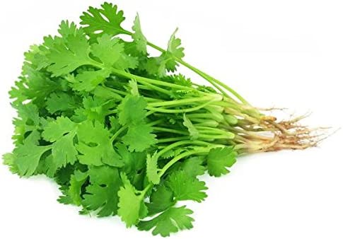 Cilantro.jpg