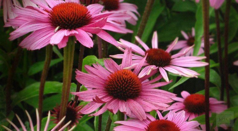 Coneflower.jpg