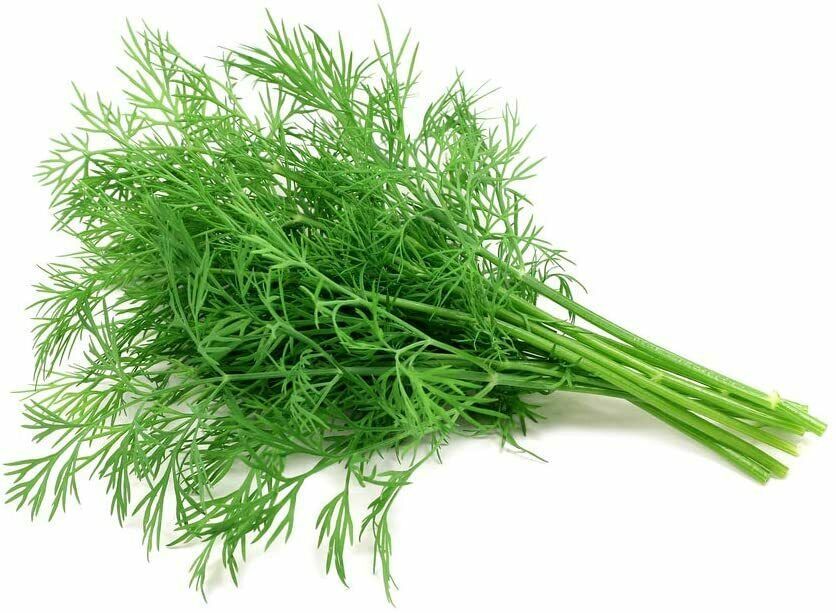 Dill.jpg