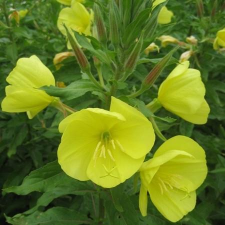 Evening Primrose.jpg