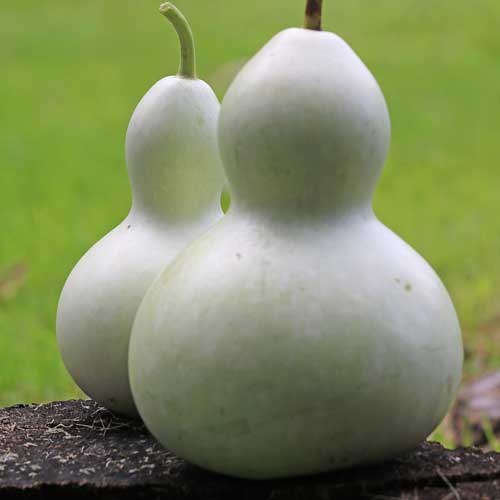 Gourd.jpg