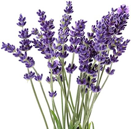 Lavender.jpg