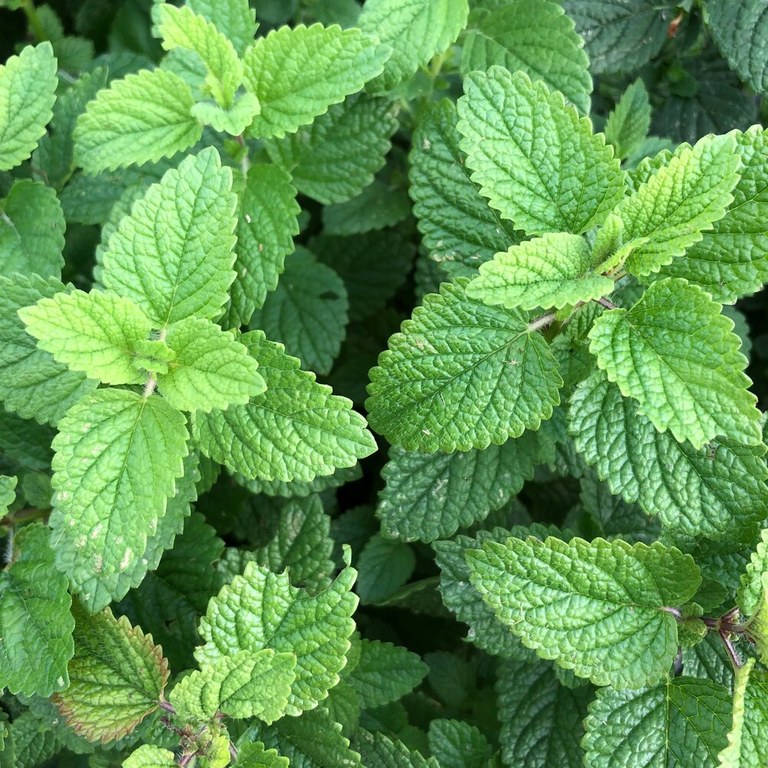 Lemon balm.jpg