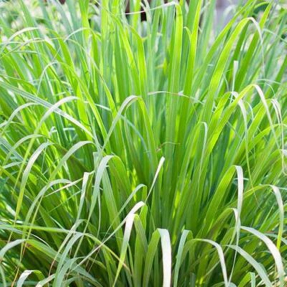 Lemon-Grass.jpg