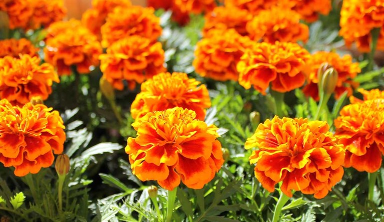 Marigolds.jpg
