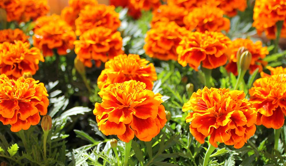 Marigolds.jpg