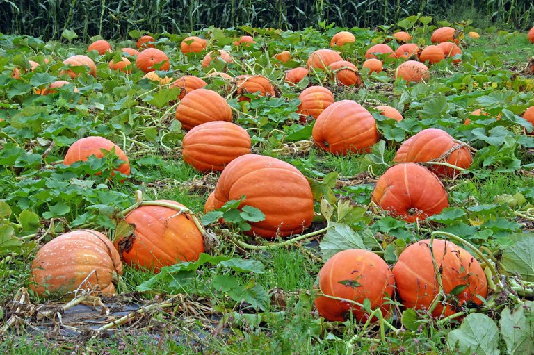 pumpkin.jpg