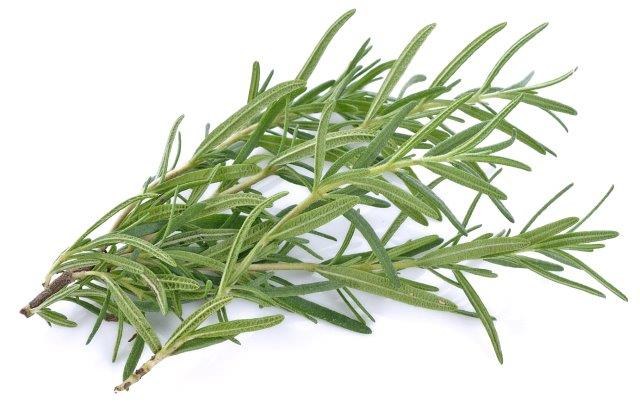 Rosemary.jpg