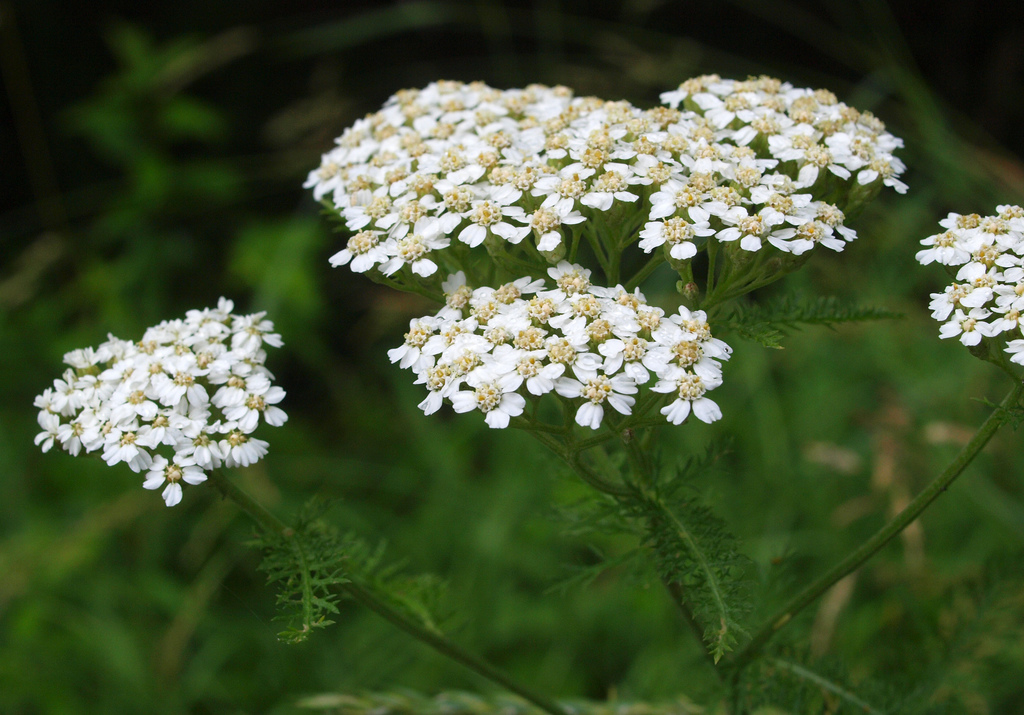 Yarrow.jpg