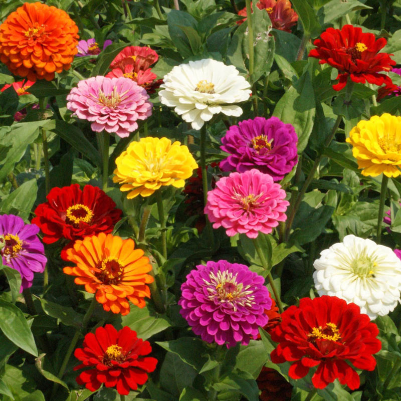 Zinnia.jpg