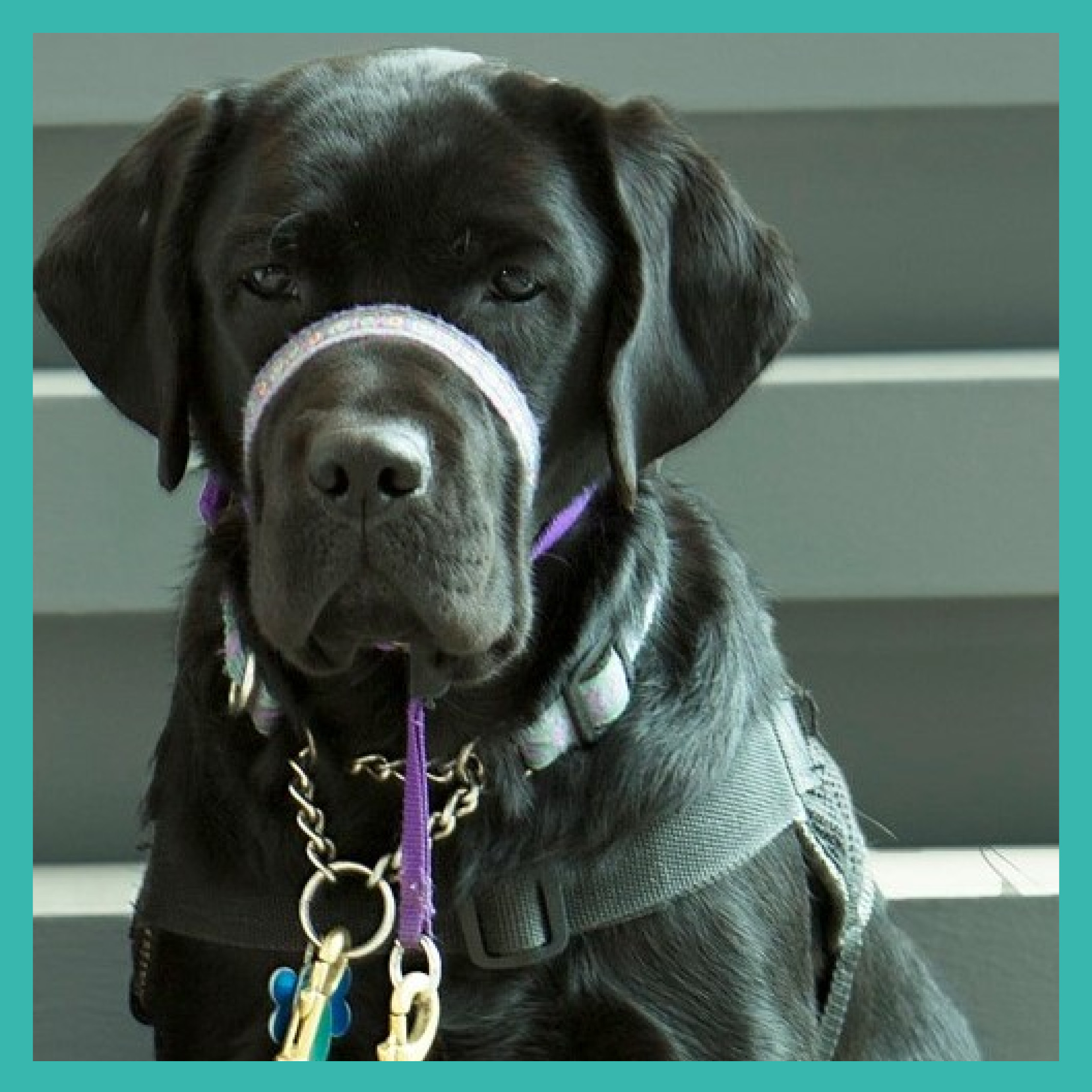 fall 2021 Read to dog (no dates)